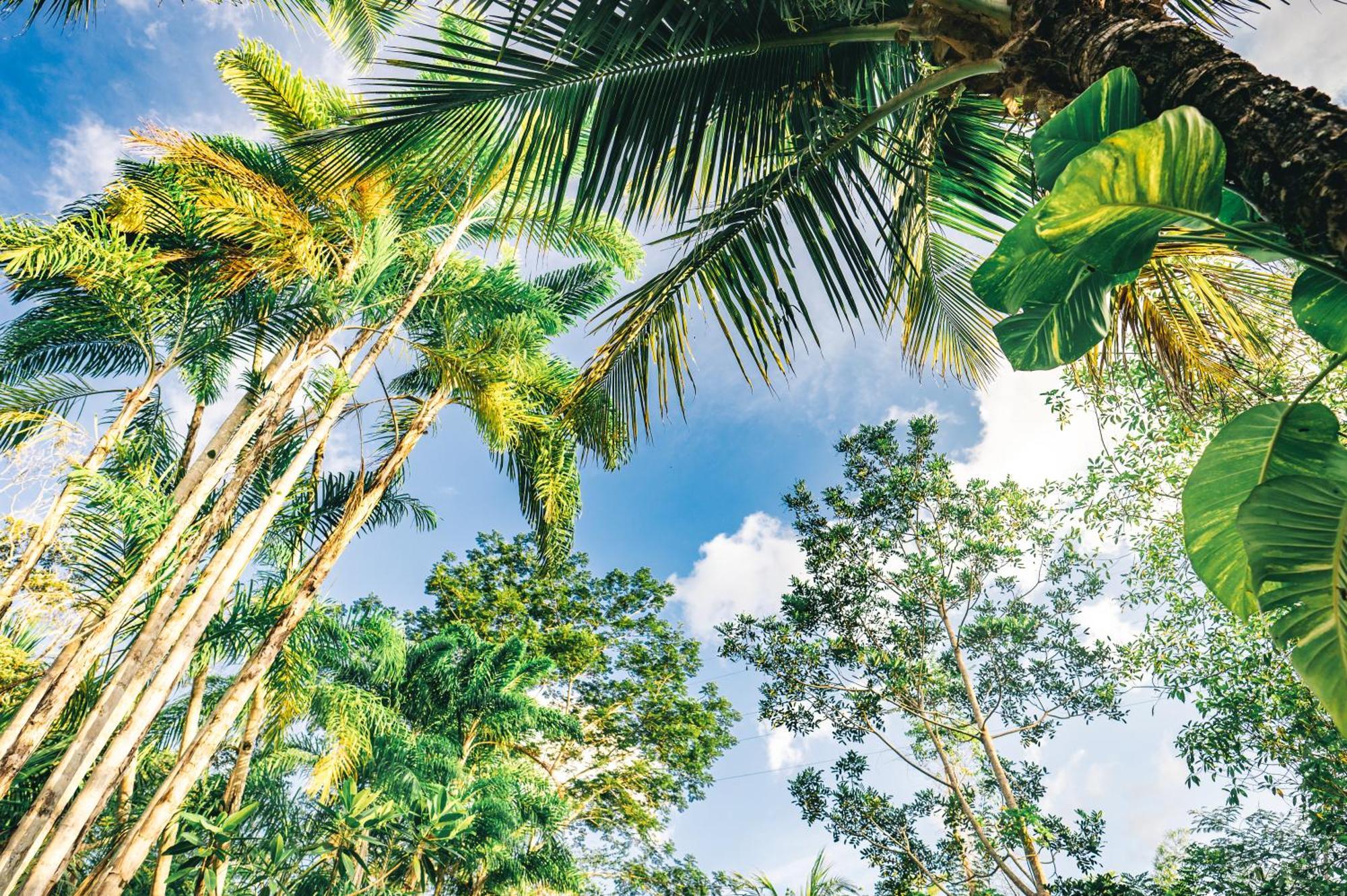 Huingos Eco Lodge Tarapoto Pokoj fotografie