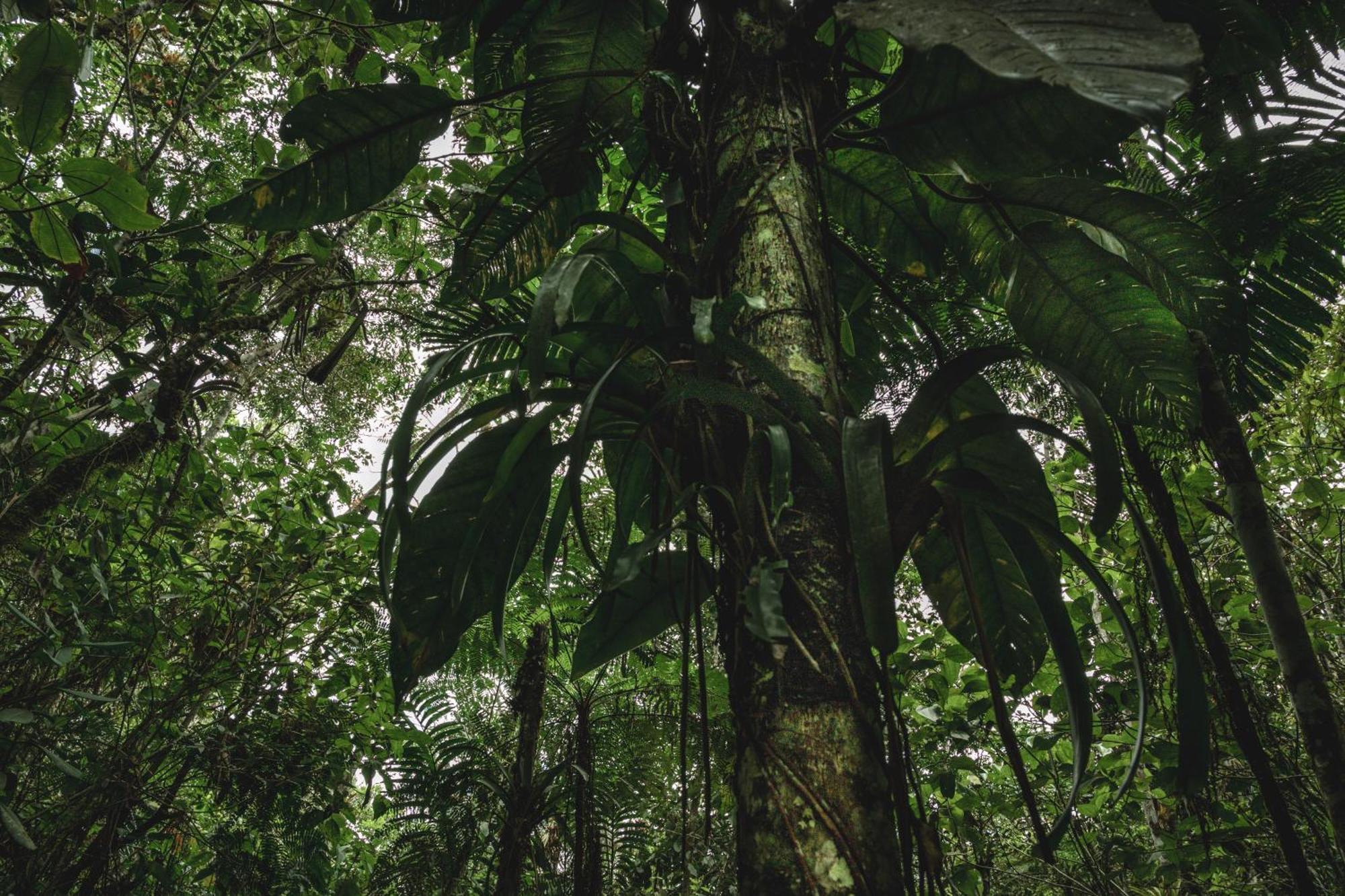 Huingos Eco Lodge Tarapoto Exteriér fotografie